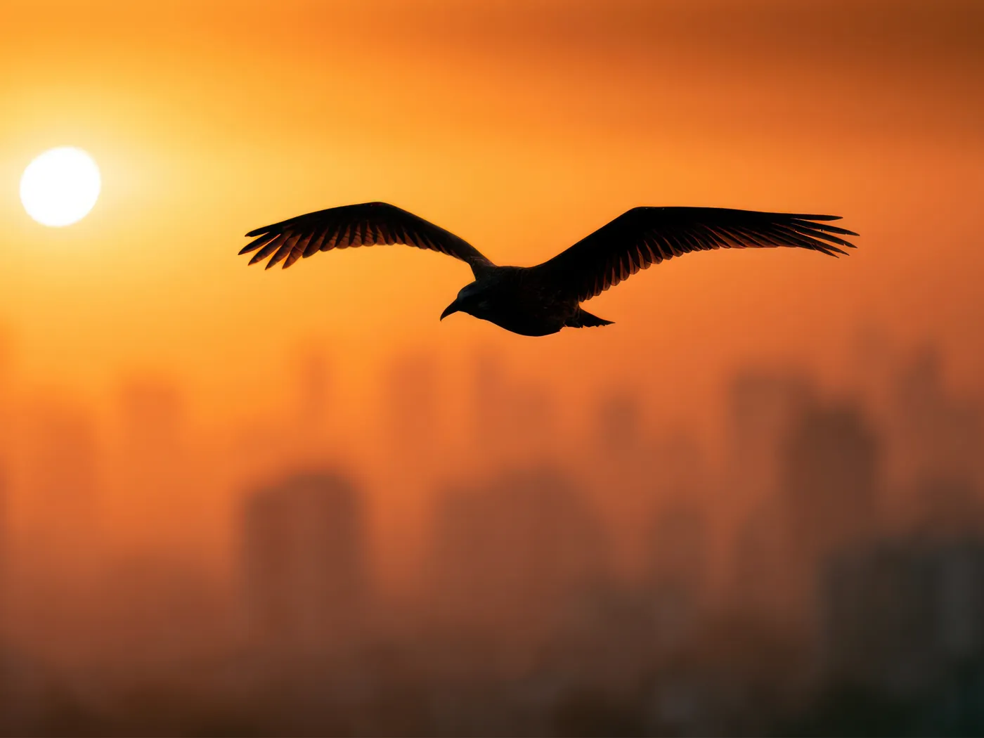 A bird flying freely across an orange sunset sky