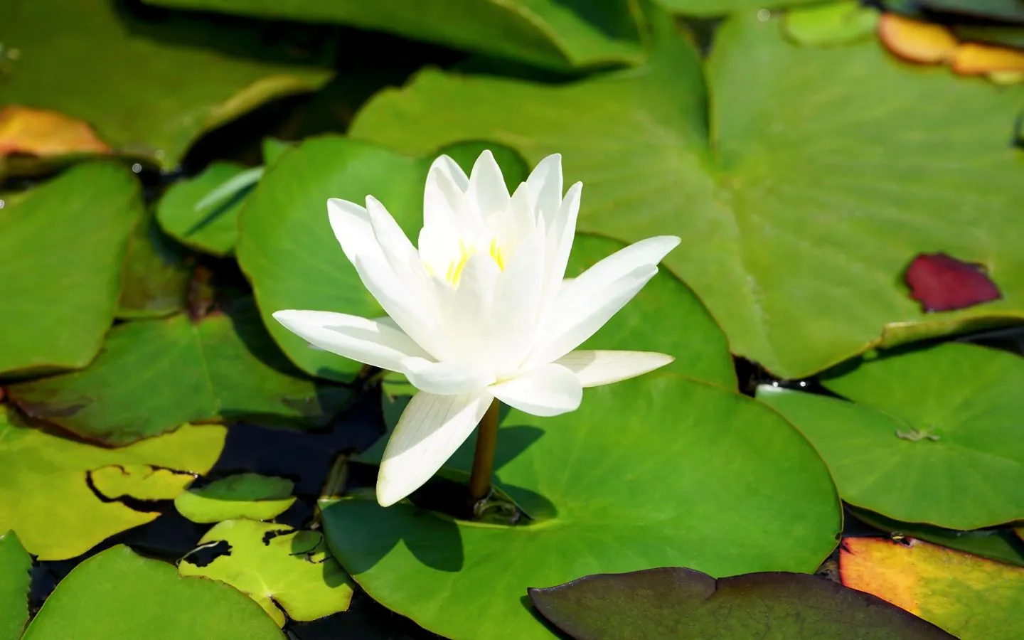 A white water lily open among green lily pads