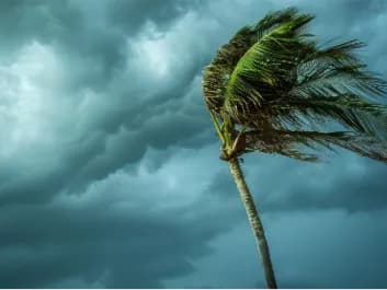 A palm tree bending in strong wind beneath dark storm clouds