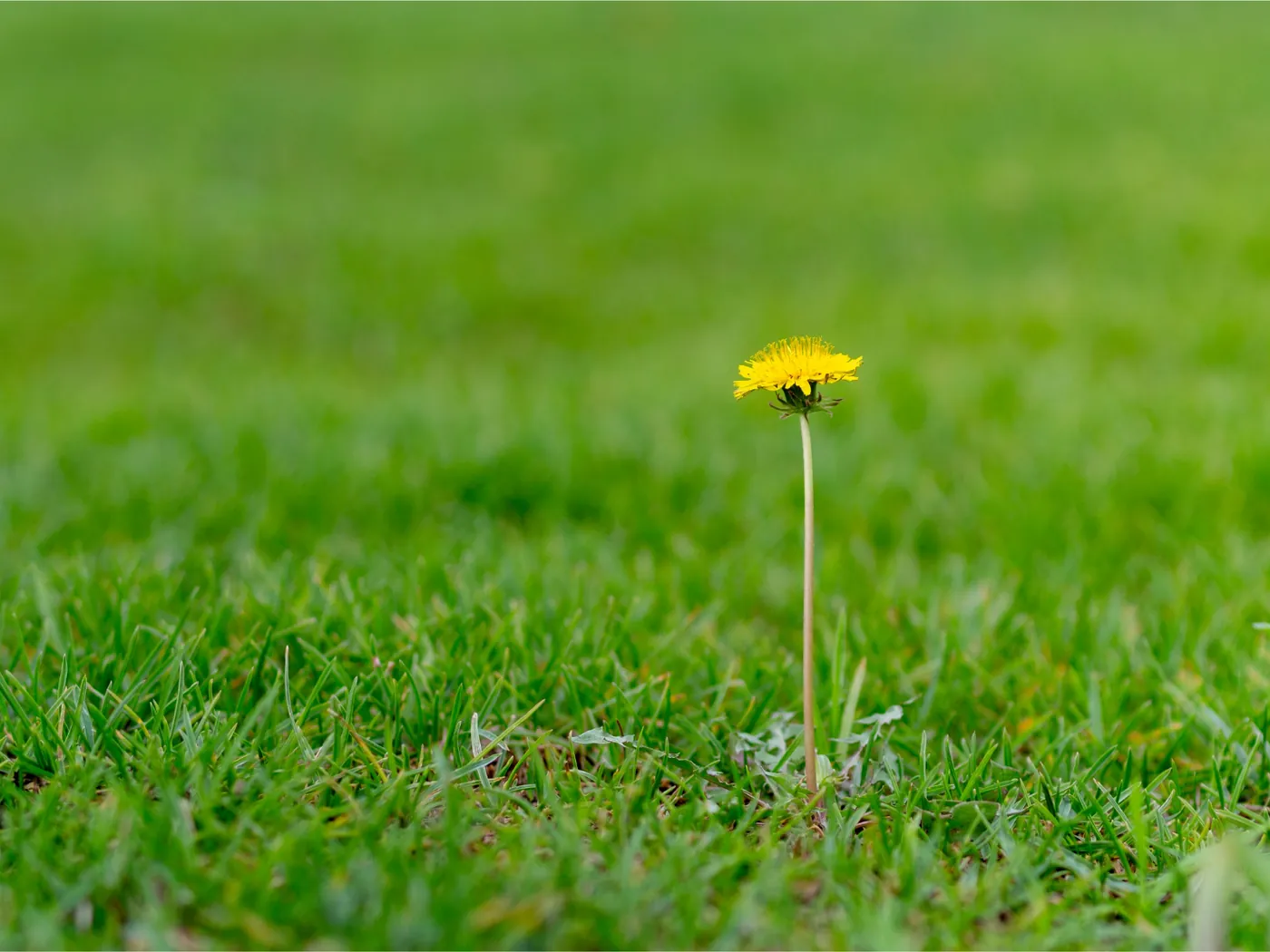 A single yellow dandelion standing apart in a wide green field