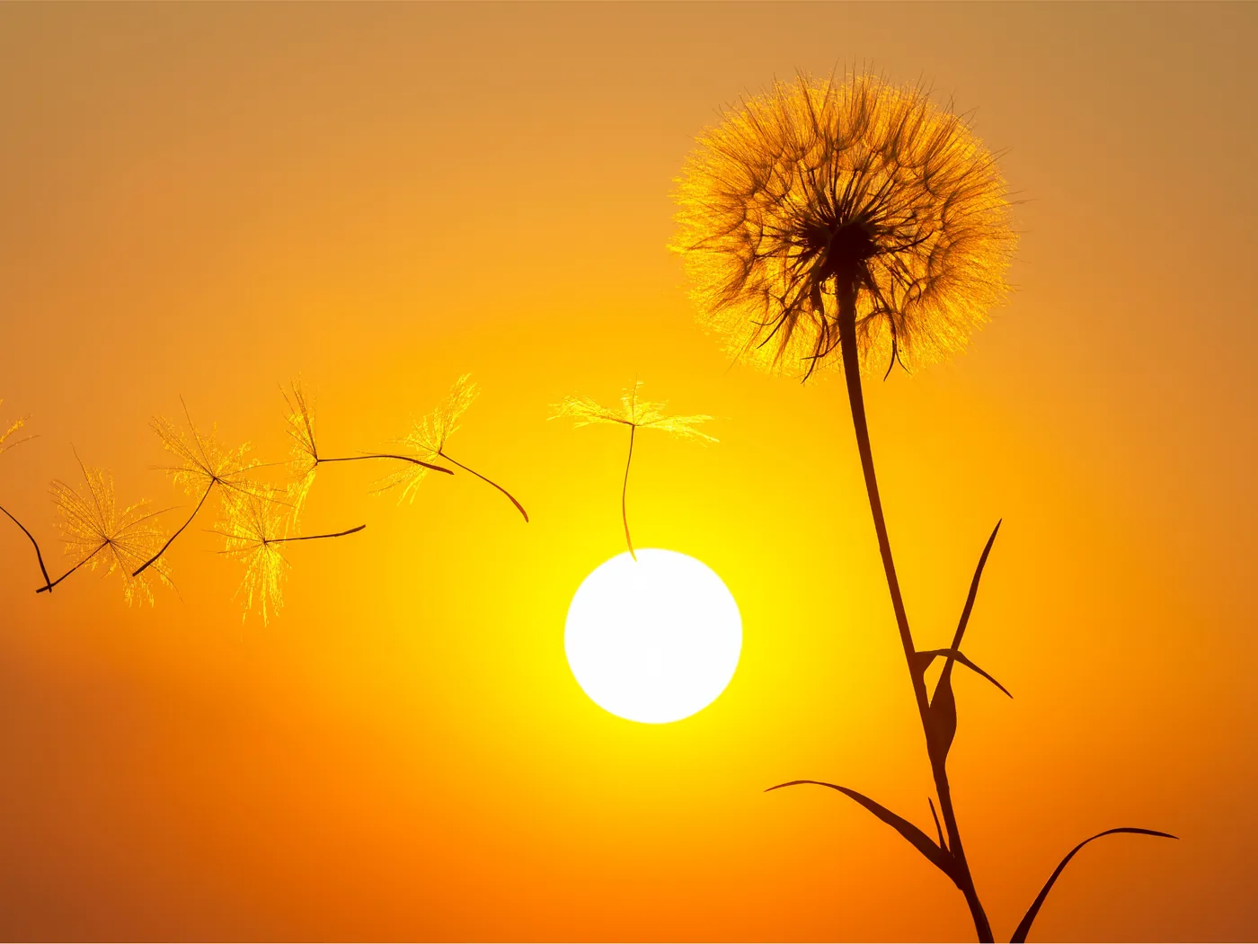 Dandelion seeds drifting away in warm sunset light